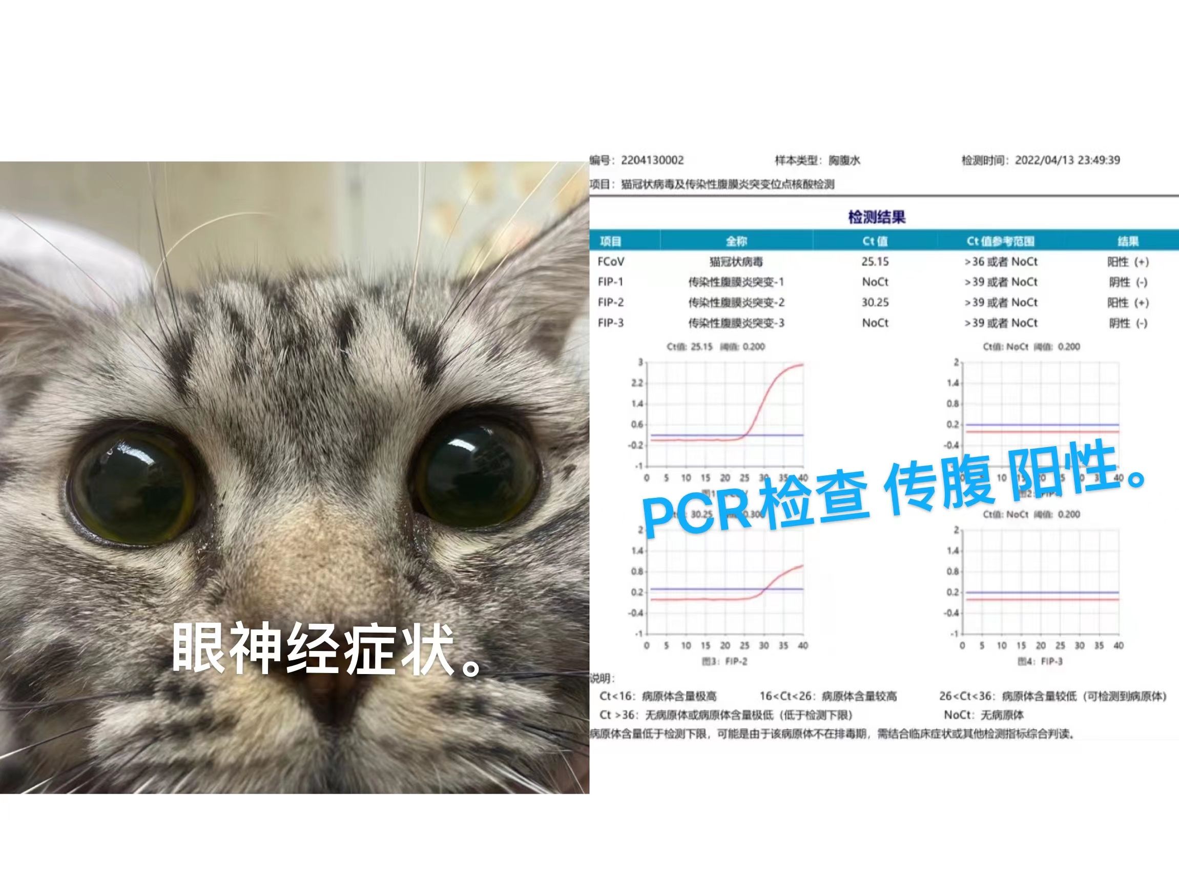 猫猫干性传染性腹膜炎诊断记.jpg