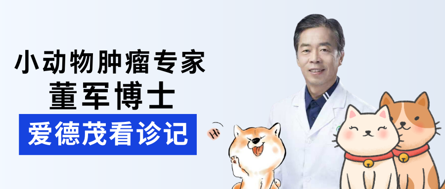 董军博士看诊记|专业守护宠物健康