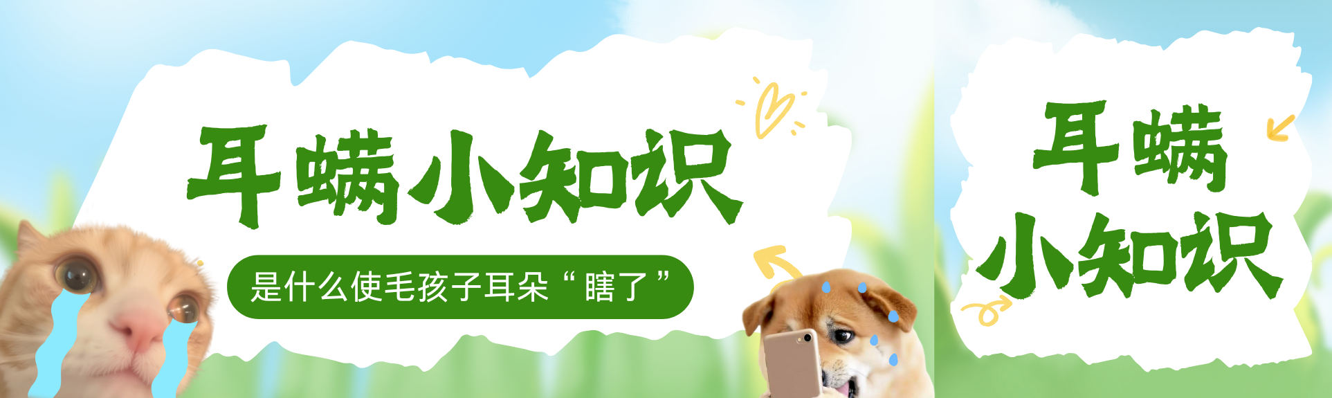 总是抓耳挠腮？耳螨在作怪