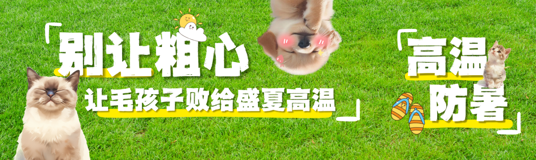 别让粗心，让毛孩子败给盛夏高温