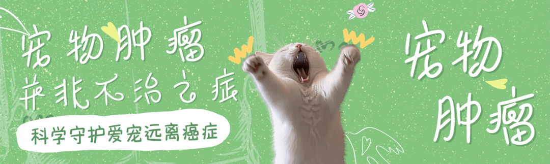 宠物肿瘤≠绝症，科学守护爱宠远离癌症